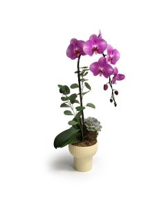 Mini Orchids 17 