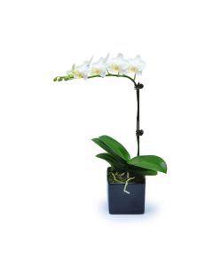 Mini White Orchid 2 