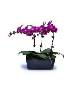 Mini Purple Orchids 11 